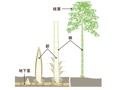 竹 樹木|1 身近で不思議なタケの生態に迫る！